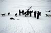 13 svalbard