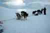 16 svalbard